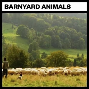 谷仓里的经典动物声音 Big Room Sound Barnyard Animals WAV